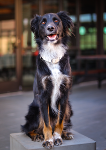 Nellie