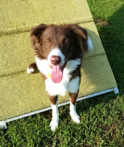 Fintan