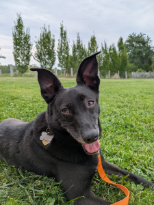 Milo