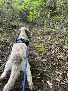 Hank